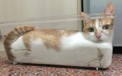 Урнебесни фотографии и гифови кои ќе ви докажат дека мачките се течни