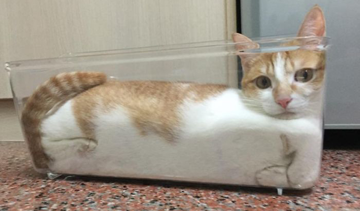 Урнебесни фотографии и гифови кои ќе ви докажат дека мачките се течни