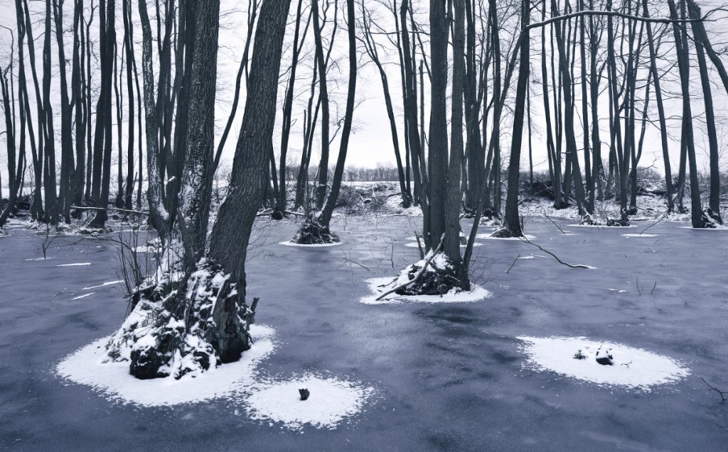 Пејсажи раскажуваат зимска приказна за европските шуми покриени со снег