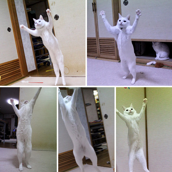 Фотографии од мачки како се тегнат што ќе ве насмеат до солзи