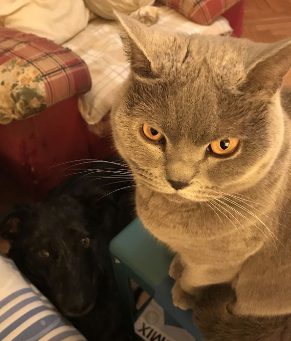 (15) zhivotot-so-machki-ne-e-voopshto-ednostaven-no-toa-ne-ne-sprechuva-da-gi-sakame-www.kafepauza.mk