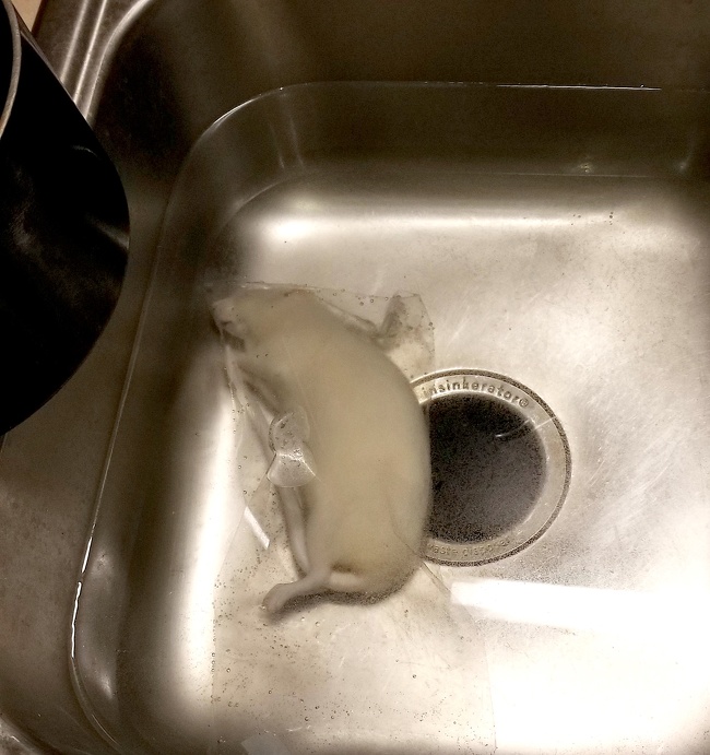 28 фотографии кои докажуваат дека цимерот може да ви биде и најголем непријател и најдобар пријател