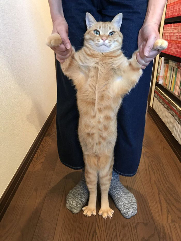 Фотографии од мачки како се тегнат што ќе ве насмеат до солзи