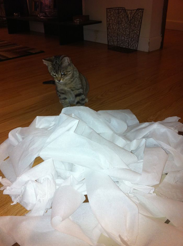 (16) zhivotot-so-machki-ne-e-voopshto-ednostaven-no-toa-ne-ne-sprechuva-da-gi-sakame-www.kafepauza.mk