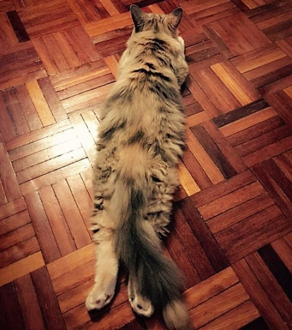 Фотографии од мачки како се тегнат што ќе ве насмеат до солзи