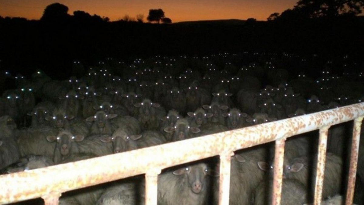 Морничави фотографии што ќе ве извадат памет!