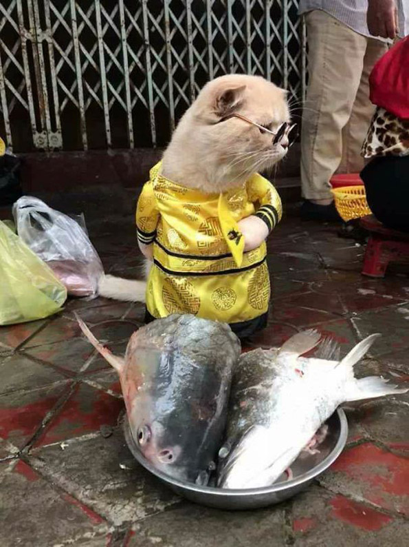 Запознајте го најслаткиот продавач на риба во Виетнам кој го освои Интернетот