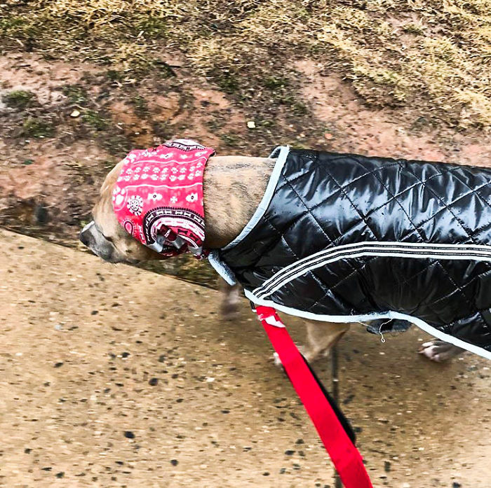 (6)zapoznajte-ja-lila-najchudniot-pitbul-na-svetot-kafepauza.mk