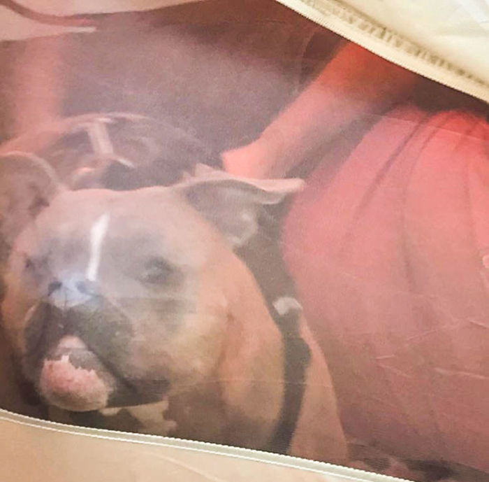 (8)zapoznajte-ja-lila-najchudniot-pitbul-na-svetot-kafepauza.mk