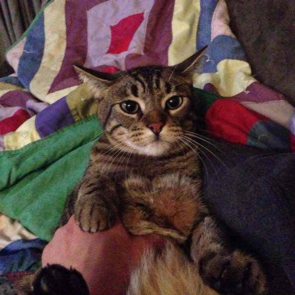 (9) zhivotot-so-machki-ne-e-voopshto-ednostaven-no-toa-ne-ne-sprechuva-da-gi-sakame-www.kafepauza.mk