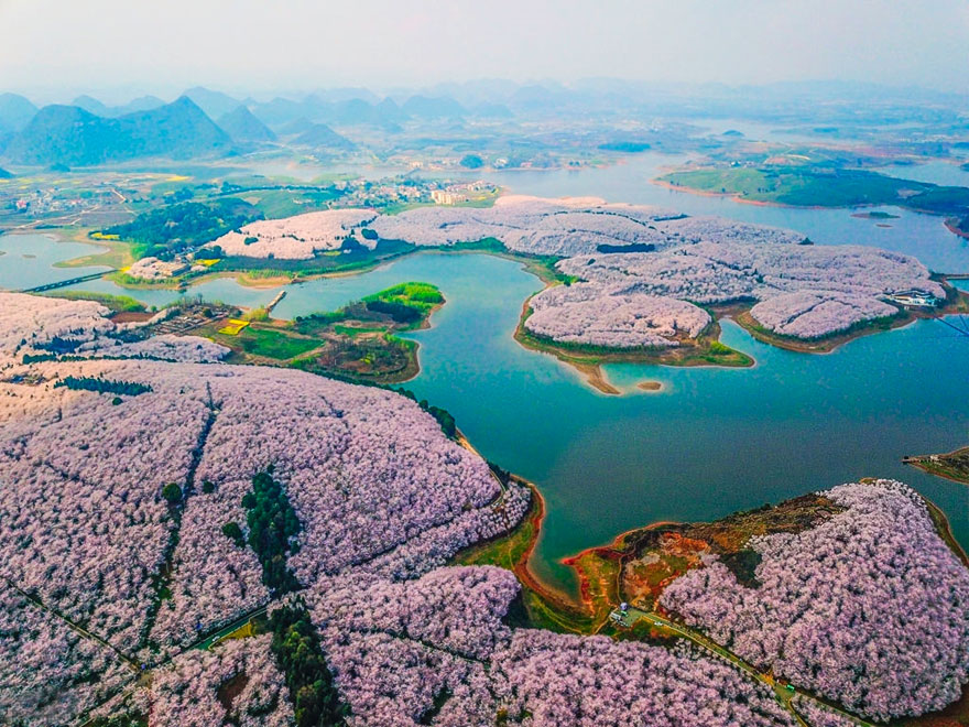 Неверојатна пролетна глетка: Расцветани црешови дрва во Кина