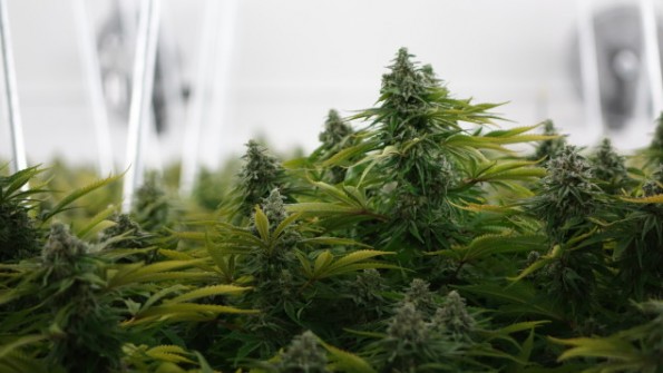 Канабисот би можел да им помогне на зависниците од кокаин и алкохол