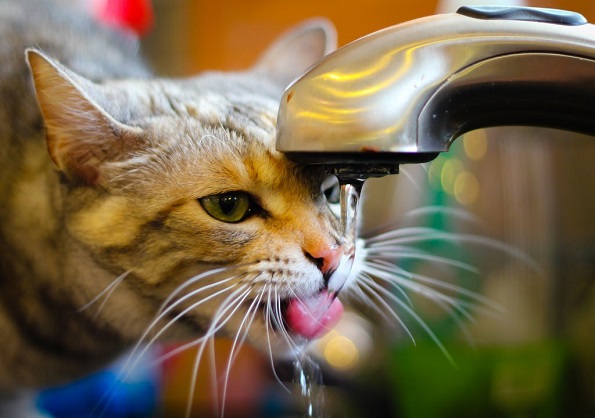 Зошто мачките обожаваат да пијат вода директно од чешмата?