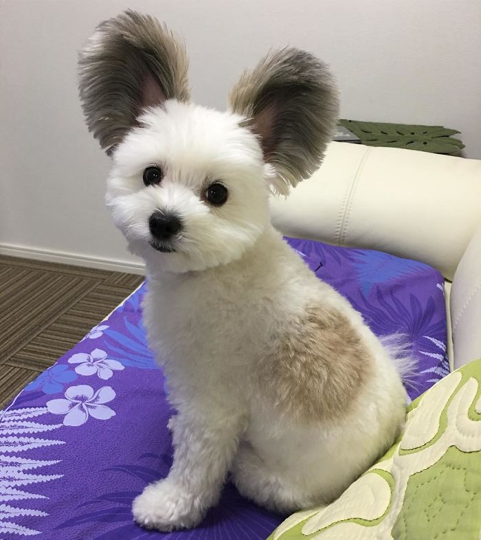Неодоливо кученце со уши како на Мики Маус