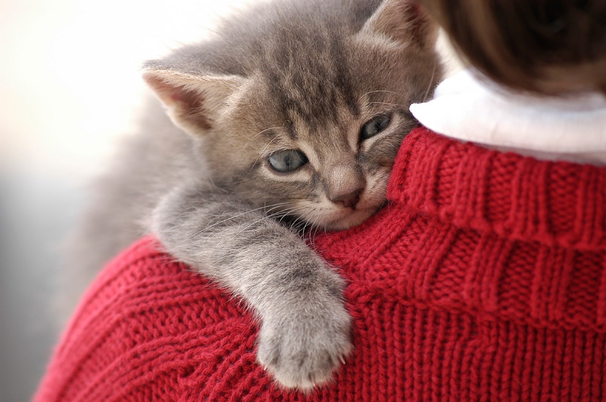 12 начини на кои мачките искажуваат љубов, а вие не сте свесни за тоа