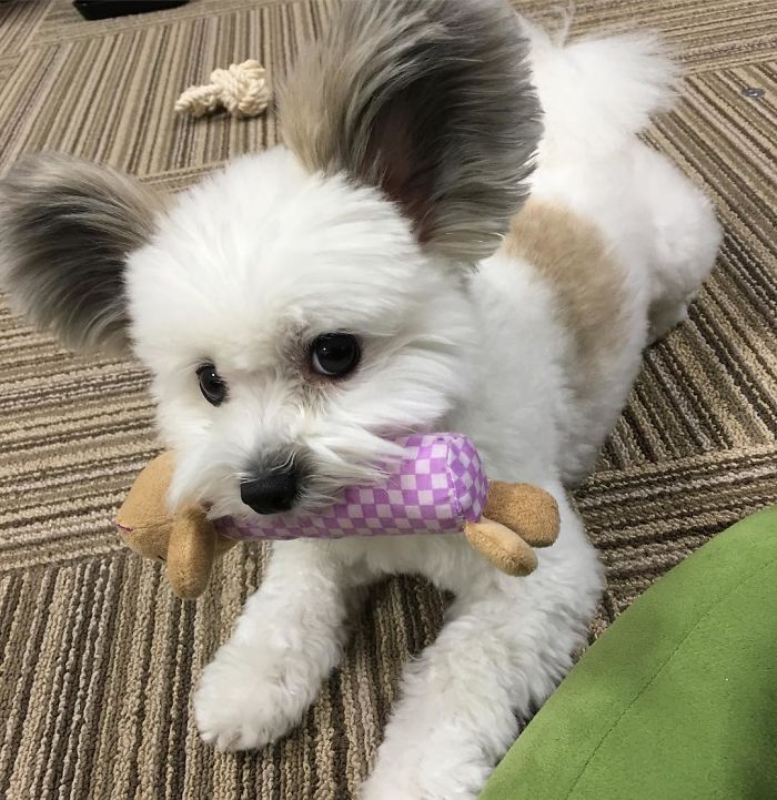 Неодоливо кученце со уши како на Мики Маус