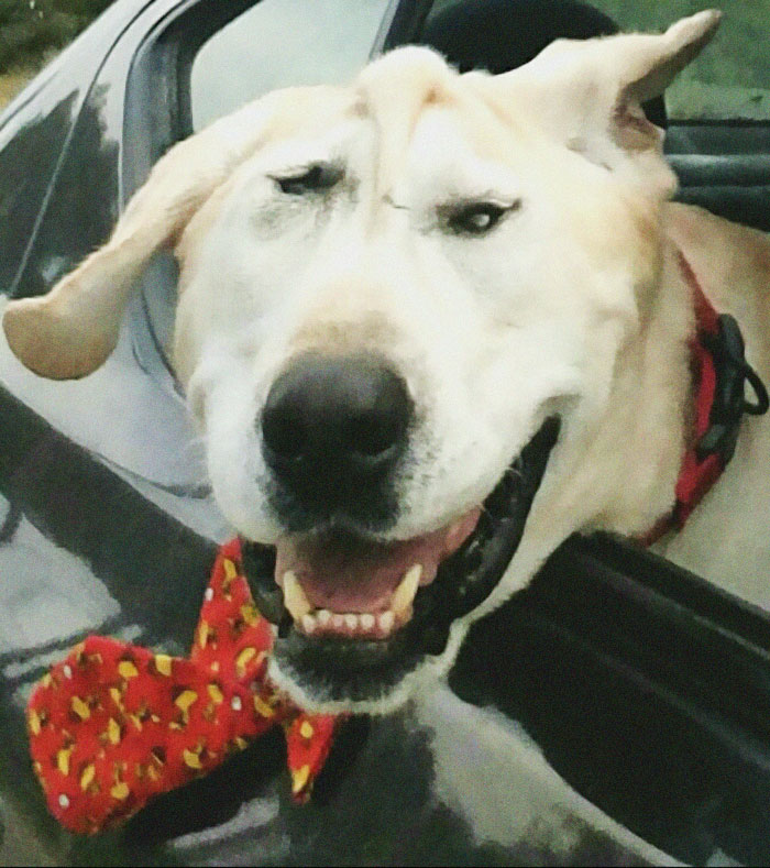 Куче со деформитет на лицето добило втора шанса со ново семејство