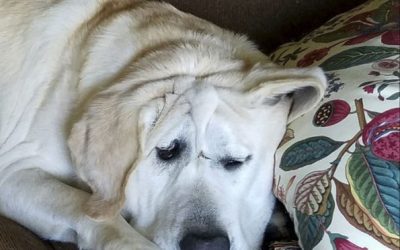 Куче со деформитет на лицето добило втора шанса со ново семејство