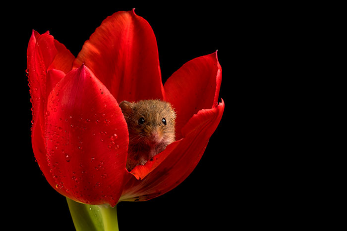 Неверојатни фотографии од полски глувци кои ќе ви го разубават денот