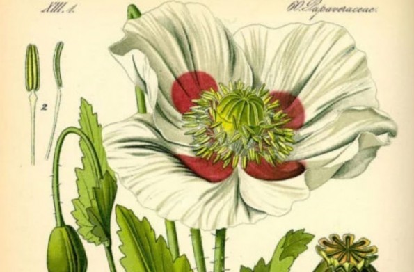 Чудни и смешни лекови кои некогаш биле прифатени од општеството