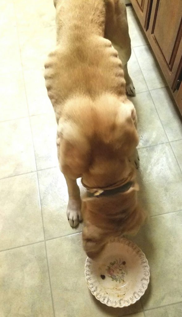 Куче со деформитет на лицето добило втора шанса со ново семејство