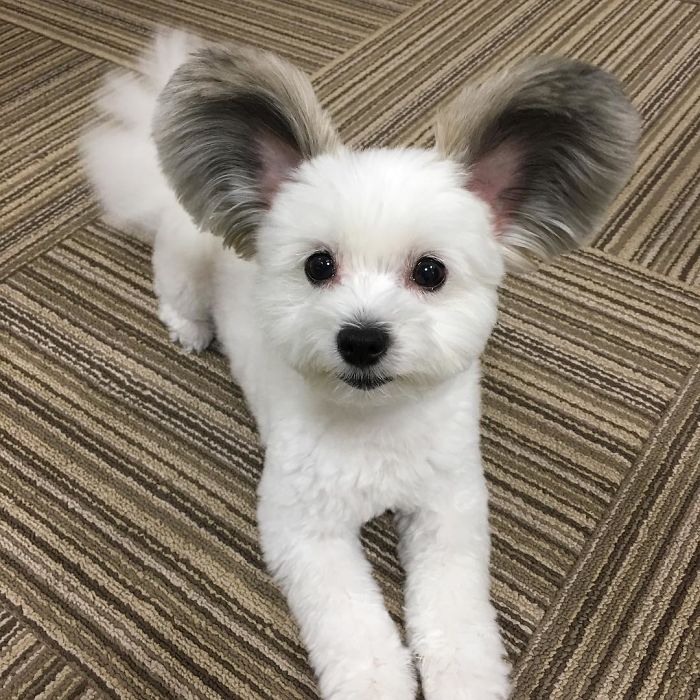 Неодоливо кученце со уши како на Мики Маус