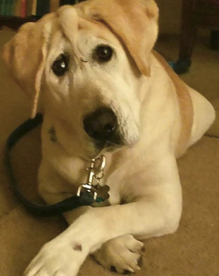 Куче со деформитет на лицето добило втора шанса со ново семејство