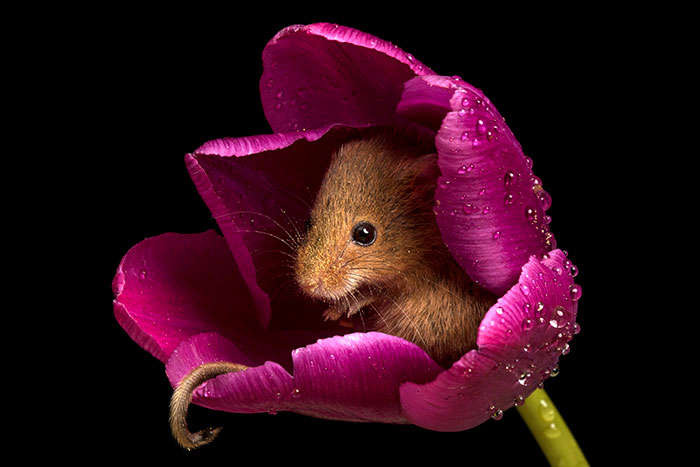 Неверојатни фотографии од полски глувци кои ќе ви го разубават денот