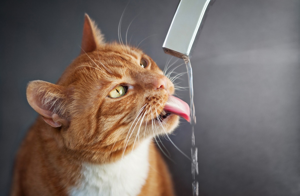 Зошто мачките обожаваат да пијат вода директно од чешмата?