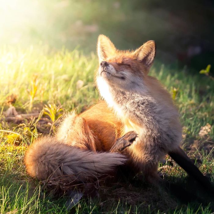 Фотограф од Финска прави неверојатни фотографии со лисици