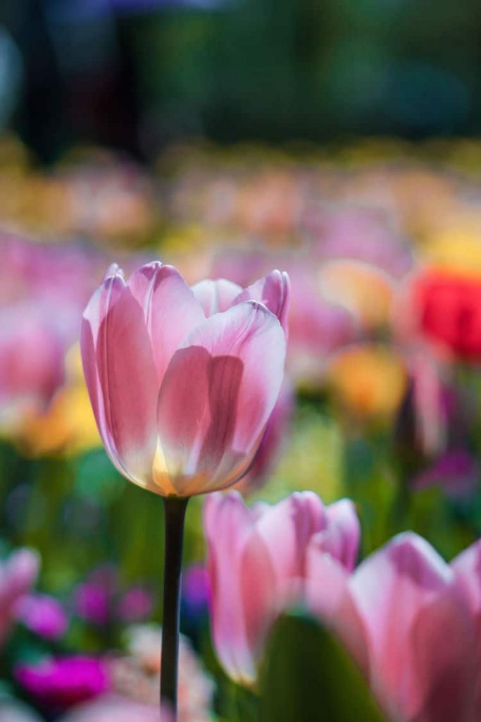 Неверојатни пејсажи од лалињата во Холандија