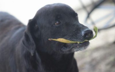 Интелигентно куче користи листови како платежно средство