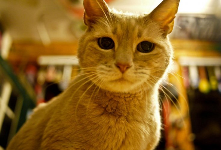 10 необични светски лидери кои ја кршат политичката монотонија