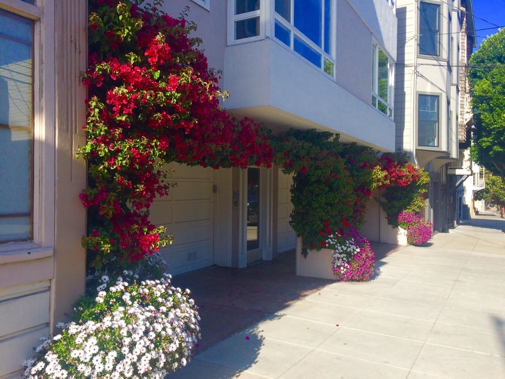 Неверојатни фотографии од растенија кои ги претвориле домовите во бајка