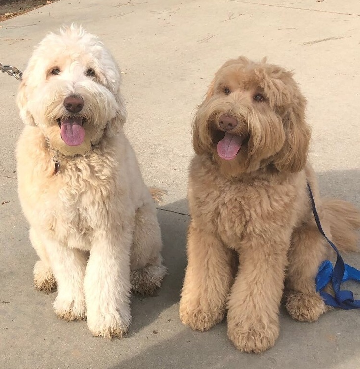 Ако не се насмеавте денес, овие фотографии ќе ви помогнат во тоа