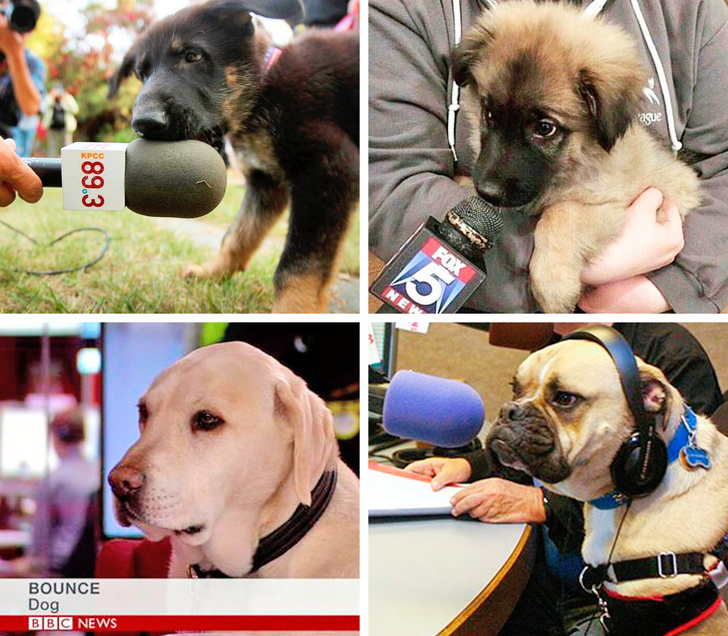 Ако не се насмеавте денес, овие фотографии ќе ви помогнат во тоа