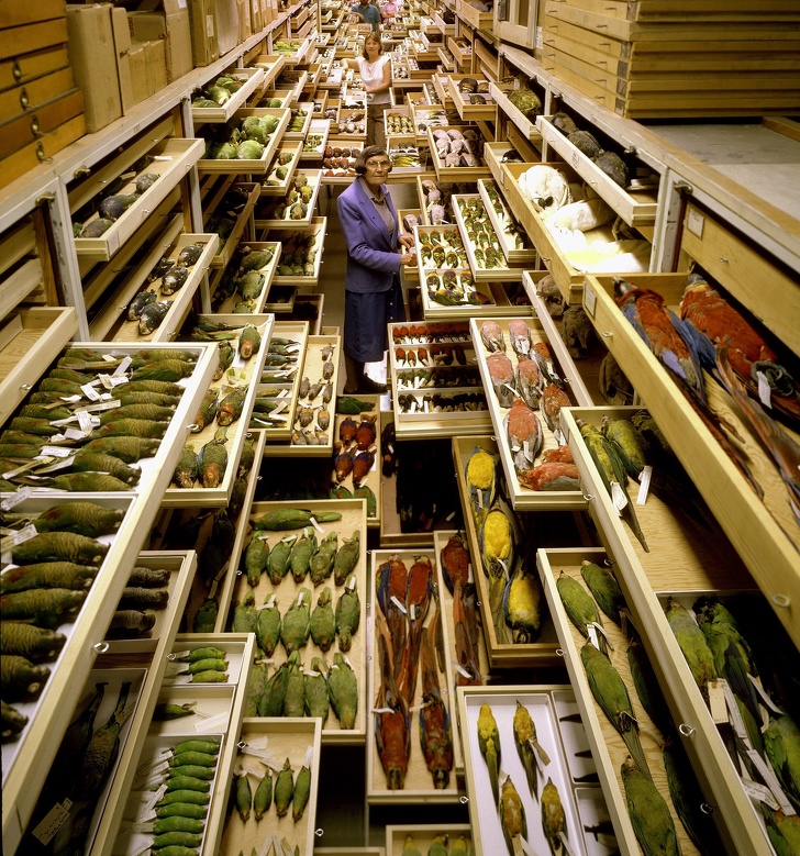 Најневеројатните нешта во музејот Смитсонијан