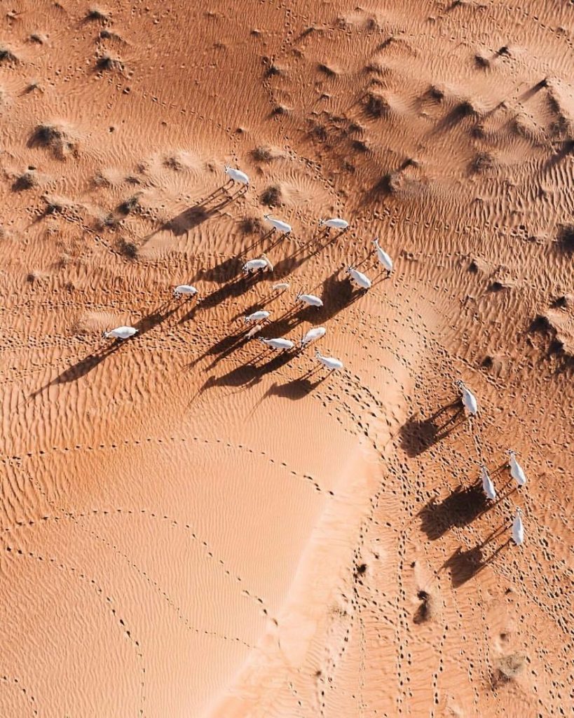 Пустината ги „освојува“ Дубаи и Абу Даби на овие неверојатни фотографии