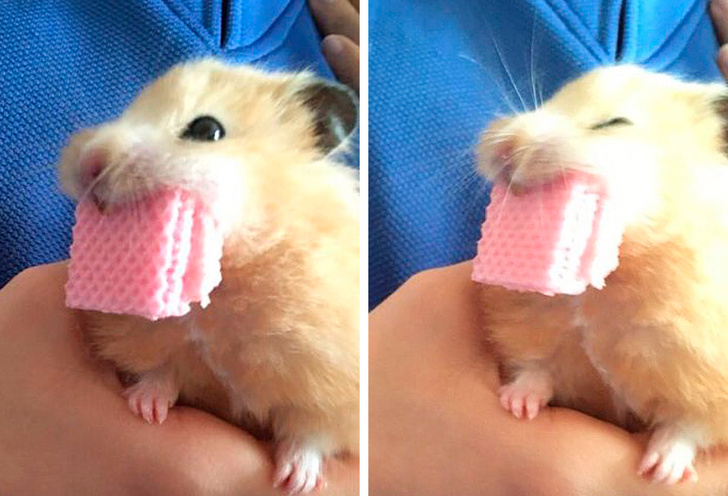 Ако не се насмеавте денес, овие фотографии ќе ви помогнат во тоа