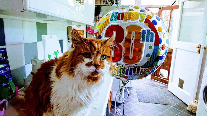 Можеби најстариот мачор во Англија го прославил својот 30-ти роденден