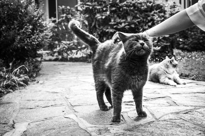 Неверојатни фотографии од среќни мачки