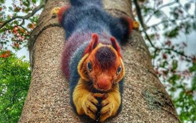 Неверојатни верверици со боја на виножито