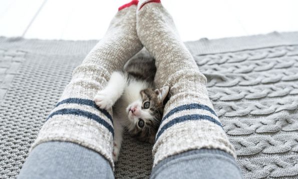 Дали мачките навистина го намалуваат стресот?