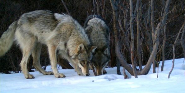 Истражување: Животните стануваат ноќни за да избегнат контакт со луѓето