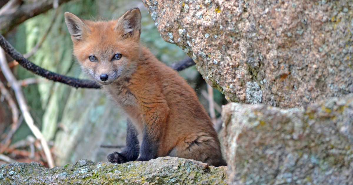 10 популарни видео-стримови од диви животни коишто можете да ги гледате 24/7