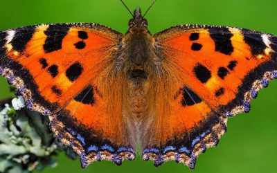 Биолог од Унгарија ги фотографира брилијантните декорации на крилјата на пеперутките
