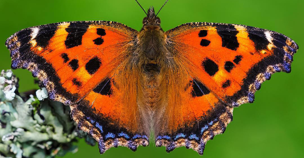 Биолог од Унгарија ги фотографира брилијантните декорации на крилјата на пеперутките