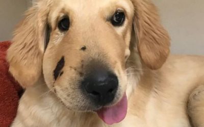 Неверојатна приказна: куче херојски ѝ го спасило животот на својата сопственичка срипувајќи пред отровна змија