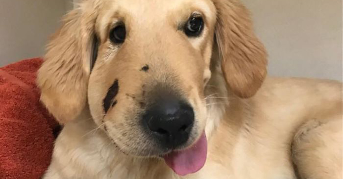 Неверојатна приказна: куче херојски ѝ го спасило животот на својата сопственичка срипувајќи пред отровна змија