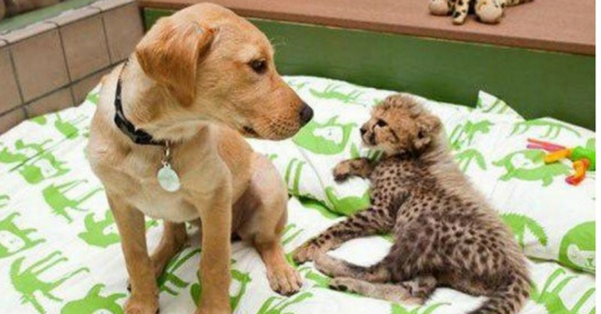 Невообичаени пријателства помеѓу животни, коишто ќе ви го стоплат срцето